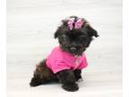 Pom-A-Poo PUPPY FOR SALE ADN-777899 - Pomapoo Puppy For Sale