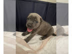 American Pit Bull Terrier-Cane Corso Mix PUPPY FOR SALE ADN-777905 - Puppies For