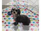 Poodle (Miniature) PUPPY FOR SALE ADN-777906 - Miniature Poodle Adult Dog