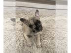 French Bulldog PUPPY FOR SALE ADN-777907 - Tiffanys Tennessee frenchies
