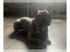 French Bulldog PUPPY FOR SALE ADN-777912 - Franchie for sale