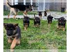 German Shepherd Dog PUPPY FOR SALE ADN-777913 - 5 male and 5 femal German