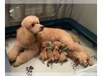 Poodle (Miniature) PUPPY FOR SALE ADN-777914 - Miniature poodles AKC OFA