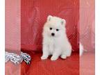 Japanese Spitz PUPPY FOR SALE ADN-777916 - Japanese Spitz Puppy