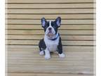 French Bulldog PUPPY FOR SALE ADN-777920 - Frenchie babies ready for their new