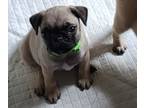 Pug PUPPY FOR SALE ADN-777922 - Baby girl Clover