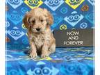 Goldendoodle (Miniature) PUPPY FOR SALE ADN-777924 - Henry the mini doodle
