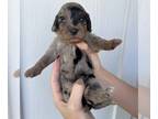 Australian Shepherd-Goldendoodle Mix PUPPY FOR SALE ADN-777925 - Dark Purple