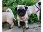 Pug PUPPY FOR SALE ADN-777926 - Baby girl Kirby