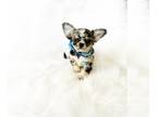 Chihuahua PUPPY FOR SALE ADN-777928 - Elliot