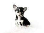 Chihuahua PUPPY FOR SALE ADN-777929 - Willy