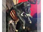 American Staffordshire Terrier PUPPY FOR SALE ADN-777938 - Ready for your home