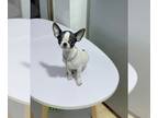 Chihuahua PUPPY FOR SALE ADN-777940 - Panda tiny boy