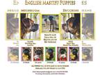 Mastiff PUPPY FOR SALE ADN-777947 - English Mastiff Puppies for sale