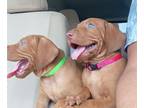 Vizsla PUPPY FOR SALE ADN-777952 - Vizsla Litter