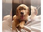 Golden Retriever PUPPY FOR SALE ADN-777959 - Golden Retriever AKC Champion