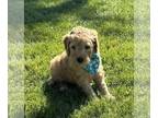 Goldendoodle PUPPY FOR SALE ADN-777972 - Bella and Louie Puppies