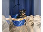 Yorkshire Terrier PUPPY FOR SALE ADN-777973 - Yorkie