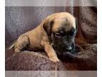 Mastiff PUPPY FOR SALE ADN-777984 - Pure Bred English Mastiff Puppies
