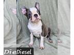 Faux Frenchbo Bulldog PUPPY FOR SALE ADN-777989 - EASTER SPECIAL Ace Merle