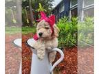 Goldendoodle PUPPY FOR SALE ADN-777992 - Adorable F2BB mini goldendoodles