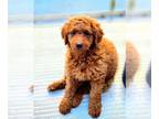 Goldendoodle PUPPY FOR SALE ADN-777995 - Stellas first litter