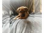 Rhodesian Ridgeback PUPPY FOR SALE ADN-778000 - Rhodesian Ridgebacks