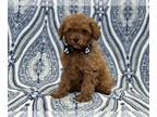 Cavapoo PUPPY FOR SALE ADN-778013 - Dusty