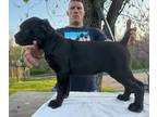 Cane Corso PUPPY FOR SALE ADN-778016 - Registered AKC and ICCF Cane Corso