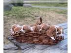 Basset Hound PUPPY FOR SALE ADN-778017 - AKC BASSET HOUNDS Puppies