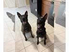 Dutch Shepherd Dog PUPPY FOR SALE ADN-778020 - Dutch Shepherd puppies with