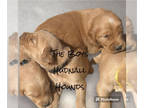 Golden Retriever PUPPY FOR SALE ADN-778030 - Hudnall Hound