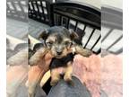 Yorkshire Terrier PUPPY FOR SALE ADN-778038 - Yorkie puppies