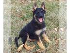 German Shepherd Dog PUPPY FOR SALE ADN-778040 - Baby Bear