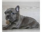 French Bulldog PUPPY FOR SALE ADN-778051 - Beautiful French Bulldog