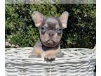 French Bulldog PUPPY FOR SALE ADN-778068 - Beautiful French Bulldog