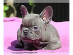 French Bulldog PUPPY FOR SALE ADN-778069 - Beautiful French Bulldog