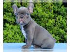 French Bulldog PUPPY FOR SALE ADN-778073 - Beautiful French Bulldog