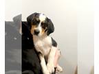 Australian Shepherd-English Foxhound Mix DOG FOR ADOPTION ADN-777990 - Aussie