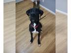 Great Dane DOG FOR ADOPTION ADN-777893 - Great Dane puppy for adoption