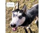 Adopt Ember a Siberian Husky