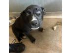 Adopt Skipper a Mixed Breed