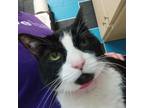 Adopt Gladys a Domestic Short Hair