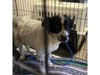 Adopt Scarlet a Border Collie, Australian Cattle Dog / Blue Heeler