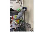 WIK 2 African Grey Parrots Birds