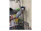 IUA 2 African Grey Parrots Birds