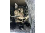 Adopt Malibu a Domestic Short Hair