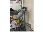 CUI 2 African Grey Parrots Birds
