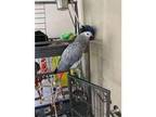 XER 2 African Grey Parrots Birds