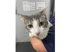 Adopt Mitsuri a Domestic Short Hair